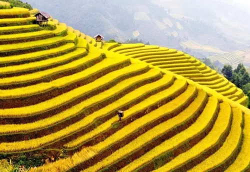 Hình ảnh Hà Giang mùa lúa chín vàng – thời điểm đẹp nhất để check-in sống ảo