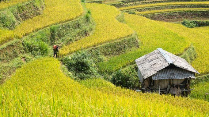 Người Dao ở Lùng Tao hạnh phúc nhất là vào mùa thu hoạch lúa