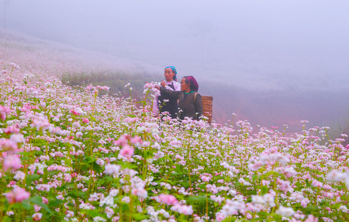 Đến Hà Giang check in trên những đồi hoa tam giác mạch nghe truyền thuyết về nàng tiên Gạo và tiên Ngô.