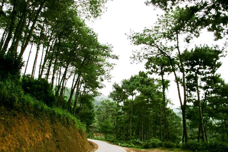 Khung cảnh xanh mát ở rừng thông Yên Minh