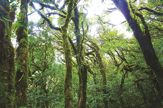 Cánh rừng già nguyên sinh ở Tây Côn Lĩnh.