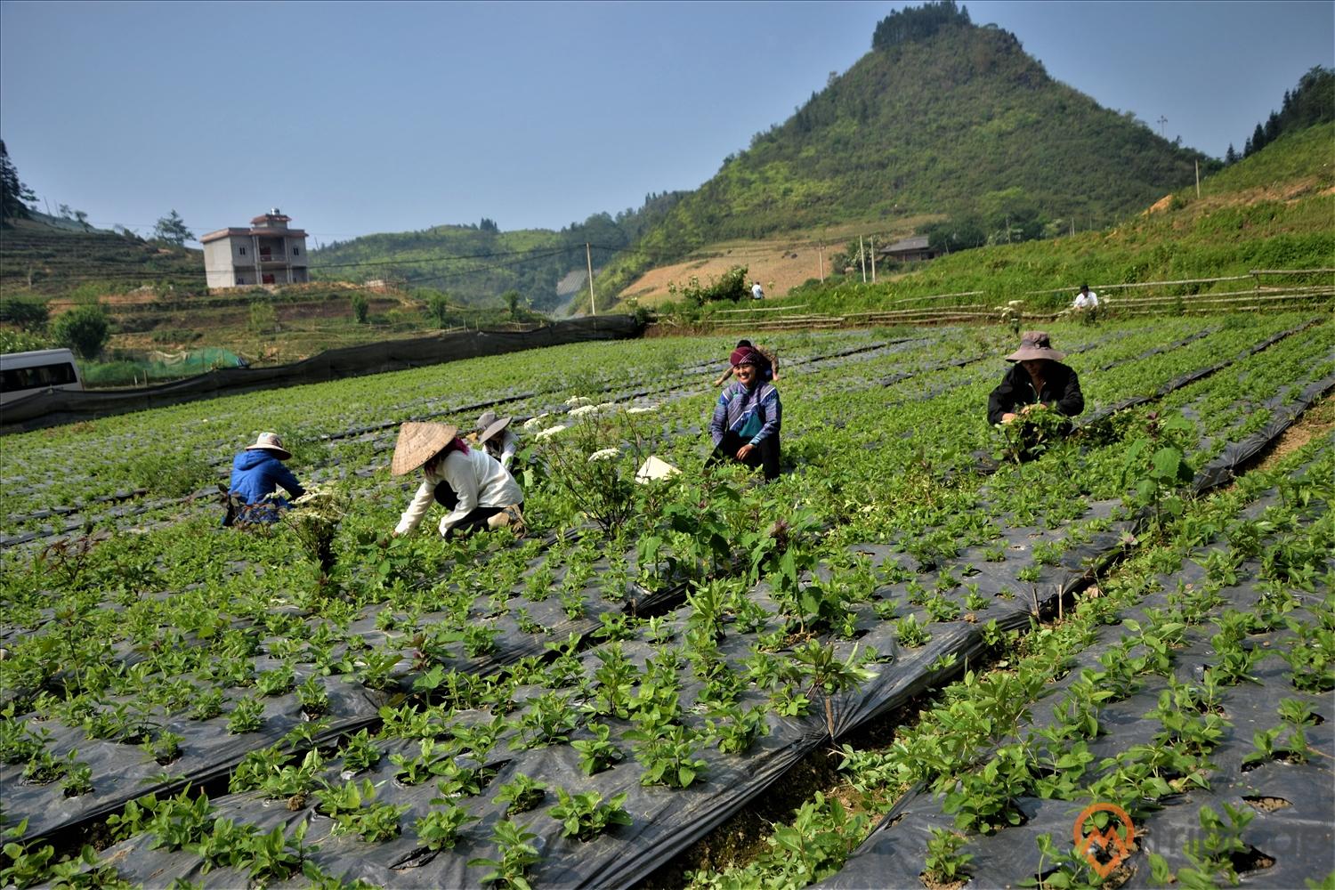 Phát Triển Du Lịch Sinh Thái Gắn Với Dược Liệu