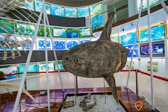 Bảo tàng Quảng Ninh, mô hình cá màu xám, nhiều màn hỉnh nhỏ