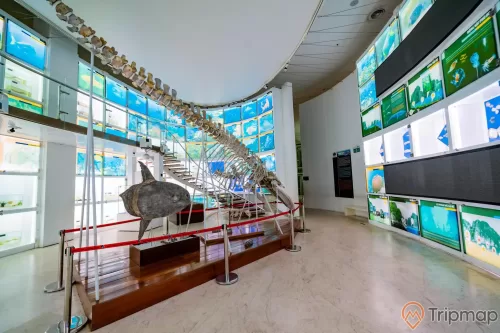 Bảo tàng Quảng Ninh, mô hình cá màu xám, nền nhà bằng gạch màu nâu nhạt, nhiều màn hình nhỏ, ảnh chụp ban ngày