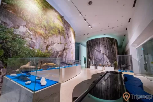 Bảo tàng Quảng Ninh, biển cả và tự nhiên, mô hình cá heo, nền gạch màu nâu nhạt, tủ kính, trần nhà màu trắng