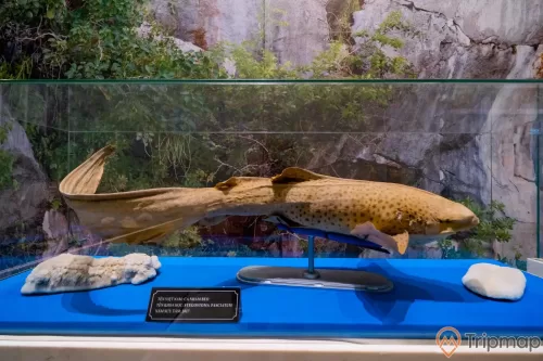 Bảo tàng Quảng Ninh, mô hình cá trong tủ kính, bảng giới thiệu màu đen, cá màu vàng
