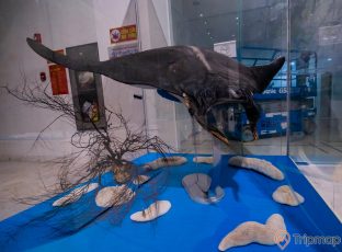 Bảo tàng Quảng Ninh, mô hình cá đặt trong tủ kính, xe điện