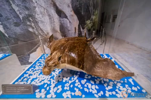 Bảo tàng Quảng Ninh, mô hình cá đuối trong tủ kính, nhiều viên đá nhỏ màu trắng, nền nhà màu xám, cá màu nâu