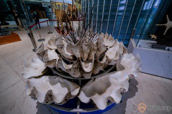 Bảo tàng Quảng Ninh, biển cả và tự nhiên, mô hình vỏ sò, nền gạch màu xám, mô hình con hổ