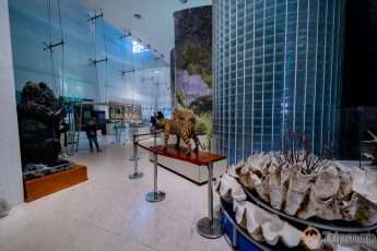 Bảo tàng Quảng Ninh, mô hình vỏ sò, mô hình con hổ, mô hình gấu màu đen, nền gạch màu nâu nhạt, nhiều tấm kính