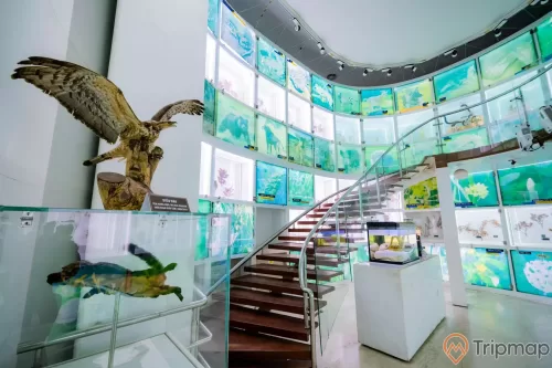 Bảo tàng Quảng Ninh, biển cả và tự nhiên, mô hình đại bàng màu nâu, cầu thang bằng gỗ màu nâu, nhiều tủ kính, nền nhà màu nâu nhạt, cột màu trắng