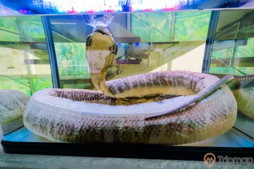 Bảo tàng Quảng Ninh, biển cả và tự nhiên, mô hình rắn hổ mang màu xám trong tủ kính
