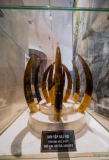 Bảo tàng Quảng Ninh, biển cả và tự nhiên, bộ sưu tập ngà voi, nhiều ngà voi màu nâu đặt trong tủ kính, ánh sáng trắng, bảng giới thiệu màu đen