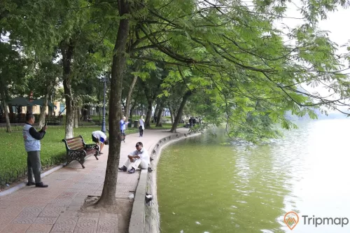 một người ngồi bên bờ hồ, cây xanh