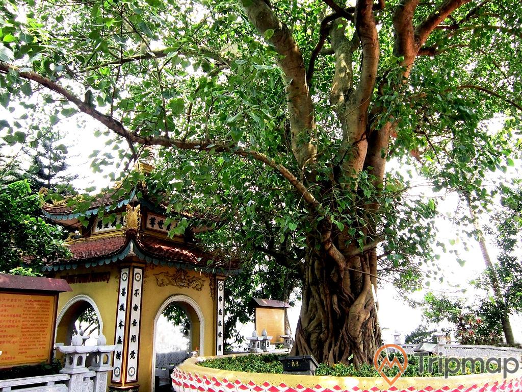 cây đề cổ thụ ở giữa sân chùa Trấn Quốc, cổng đi vào chùa Trấn Quốc cạnh dây đề cổ thụ