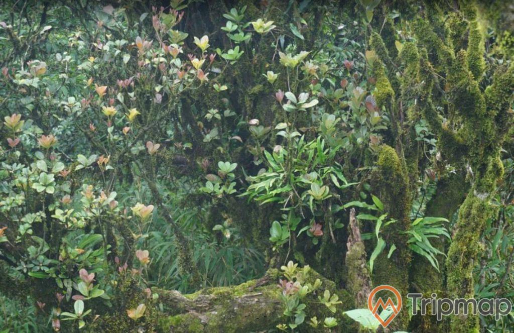 Cây cối tự nhiên tại Phia Oắc Phia Đén