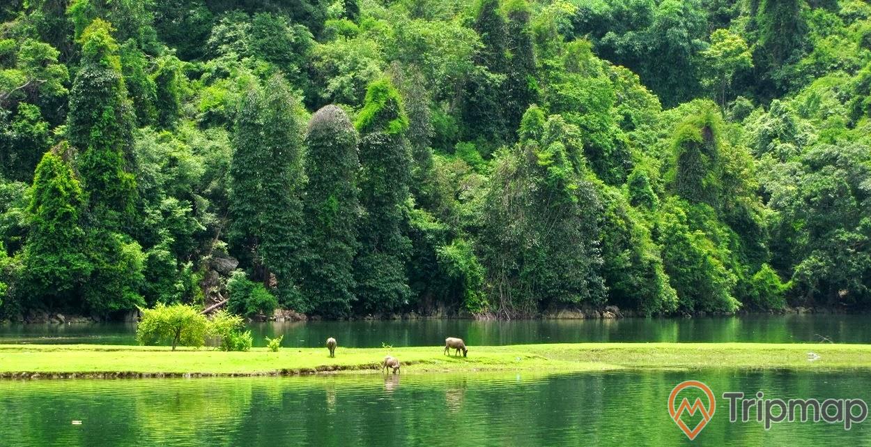 thiên nhiên xanh tươi tại vườn quốc gia Ba Bể, 3 con trâu đang ăn trên bãi cỏ xanh giữa hồ nước, cây cối xanh tươi ven hồ nước, ảnh chụp ngoài trời
