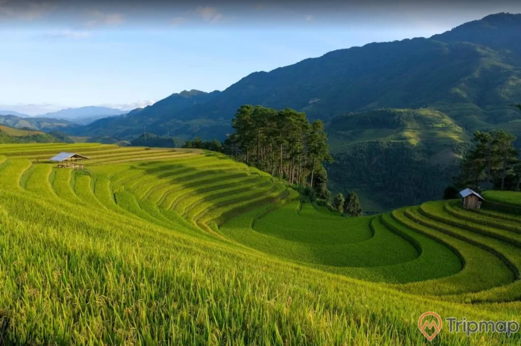 Cánh đồng lúa xanh tươi tại ruộng bậc thang Hoàng Su Phì, ruộng lúc và cây cối xanh tươi, đồi núi phía xa xa, bầu trời ít mây, ảnh chụp trên cao