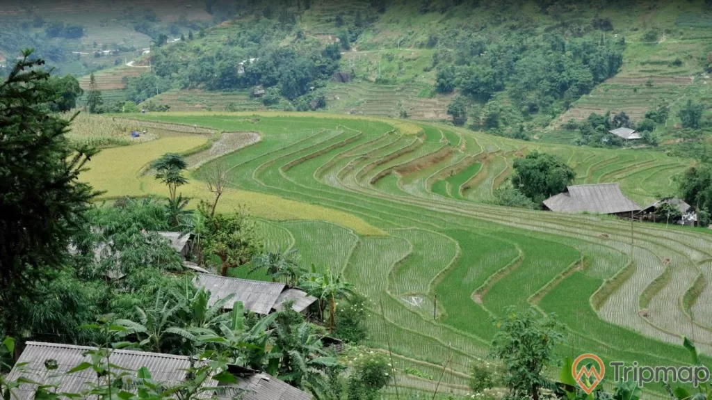Thửa ruộng bậc thang Hoàng Su Phì, cây cối và ruộng lúa xanh tươi, ảnh chụp từ trên cao