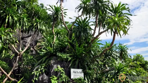 Hệ sinh thái trên đảo Soi Sim khá đa dạng