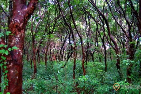 Thiên nhiên xanh mát trong rừng cây đang tuổi trưởng thành
