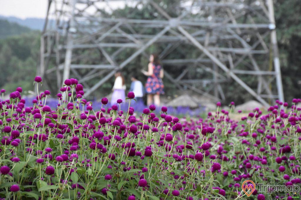 Thung lũng hoa Yên Tử, nhiều hoa màu tím, cô gái mặc váy đang đứng, ảnh chụp ban ngày