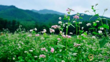 Khu vườn tam giác mạch – loại hoa nổi tiếng vùng cao Hà Giang