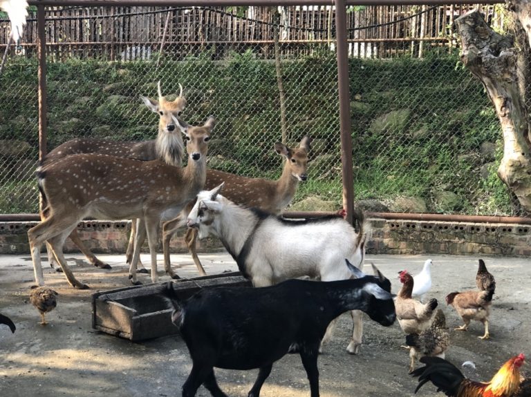 Vườn thú mini
