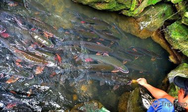 Suối cá Thần
