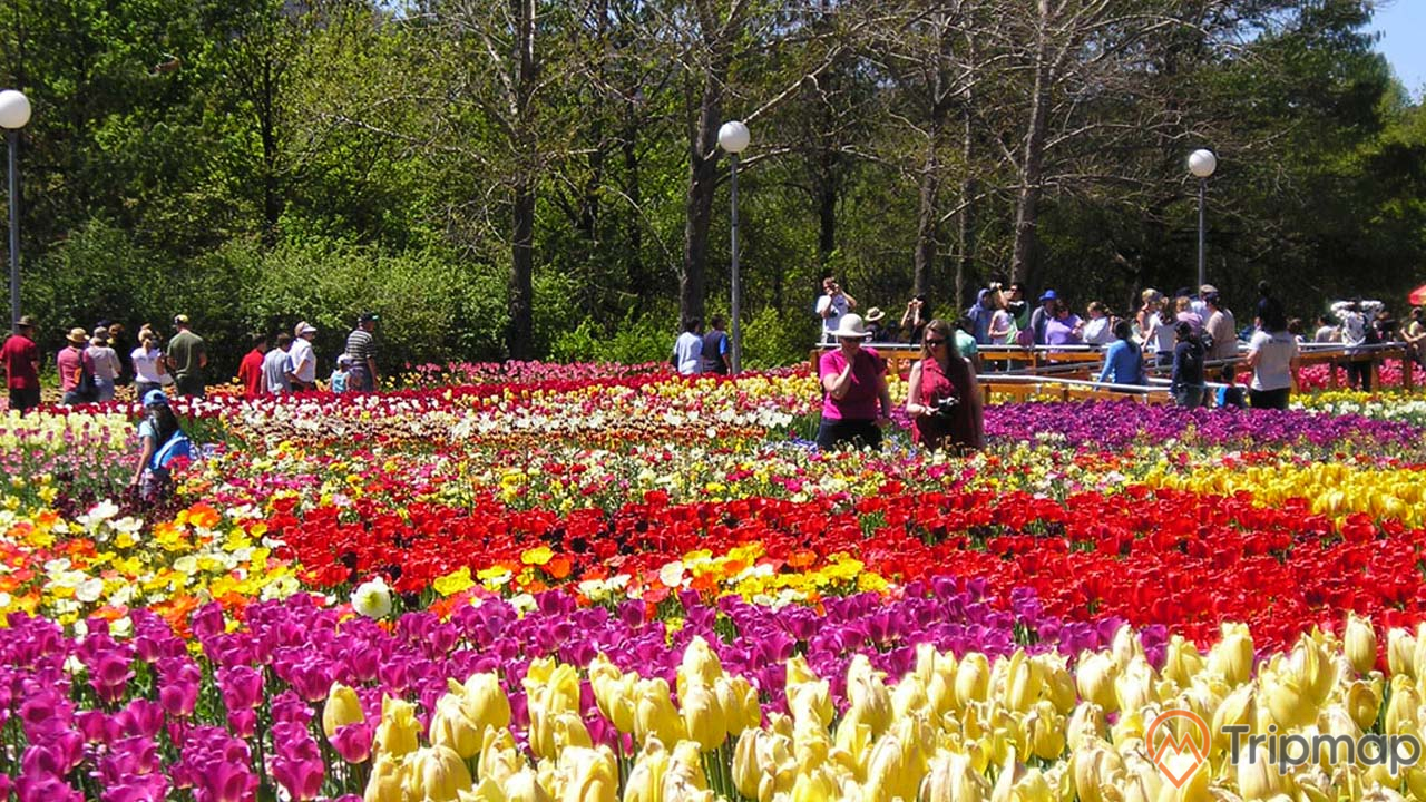 Vườn hoa Đà Lạt - một địa điểm không thể bỏ lỡ khi du lịch nơi đây