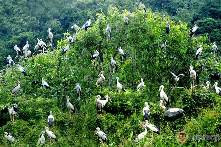 Vườn chim độc đáo tại Cà Mau