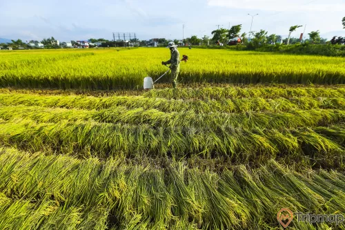 Người dân thu hoạch vựa lúa trên cánh đồng Mường Thanh, bầu trời có mây, ảnh chụp ngoài trời