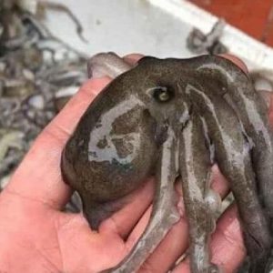 a fish with a human face