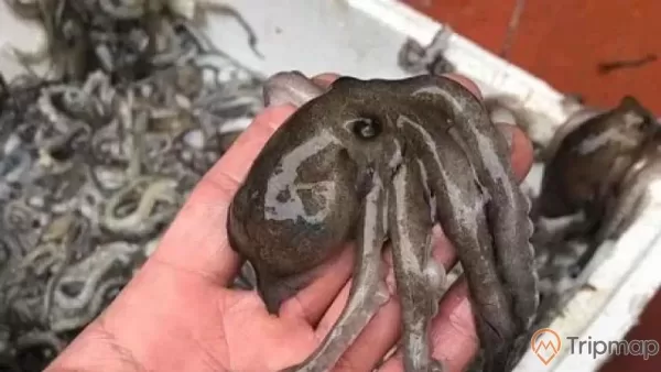 a fish with a human face
