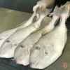 a group of fish