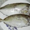 ikan dengan muka