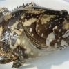 gambar dekat ketam