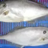 a couple of fish in a blue container