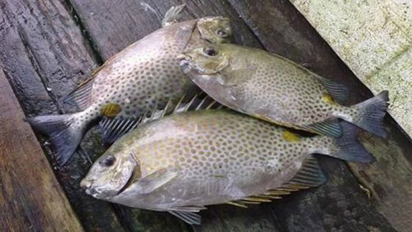 sekumpulan ikan