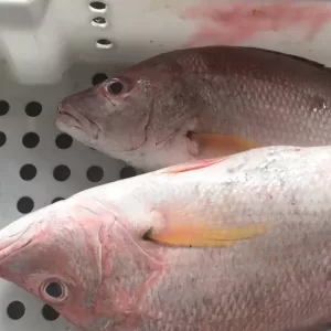 a couple of pink fish in a white tub