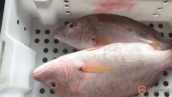a couple of pink fish in a white tub
