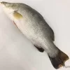a fish on a white surface
