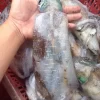 a person holding a fish