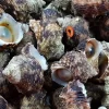 a close up of a sea creature