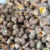 a group of colorful rocks