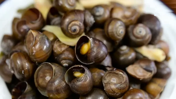 a bowl of snails