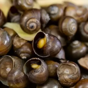 a bowl of snails