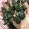 a hand holding a pile of green objects