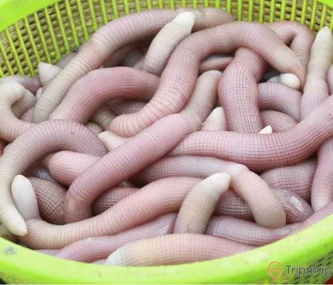 Sá sùng Hạ Long, đặc sản quý như vàng