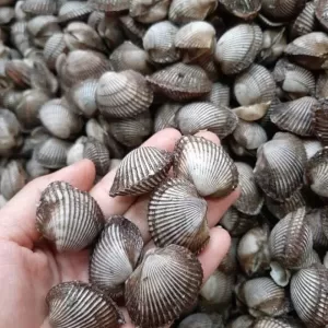 a hand holding a pile of small rocks